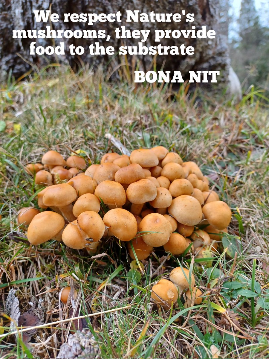 MUSHROOMS Going out into nature and observing mushrooms makes me very excited. I look at them and their image takes me back to my childhood, to the stories. I imagine the fairies, dwarves, elves living in the forest inside the mushrooms. GOOD NIGHT ❤️ GOOD REST