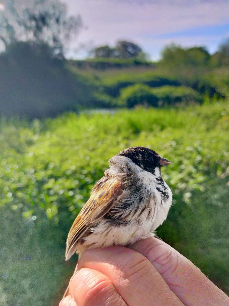 The 1st summer bird ringing session took place this morning, with a total of 26 birds including this Sedge Warbler & Reed Bunting. 📷 Aviculture Warden, Claudia #BirdRinging #WildlifeSurveys