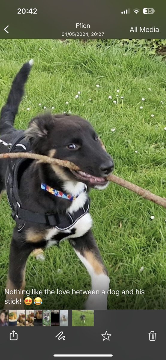 When you’re happy with your new stick but concerned about life #puppy #puppies #dogs #puppylife