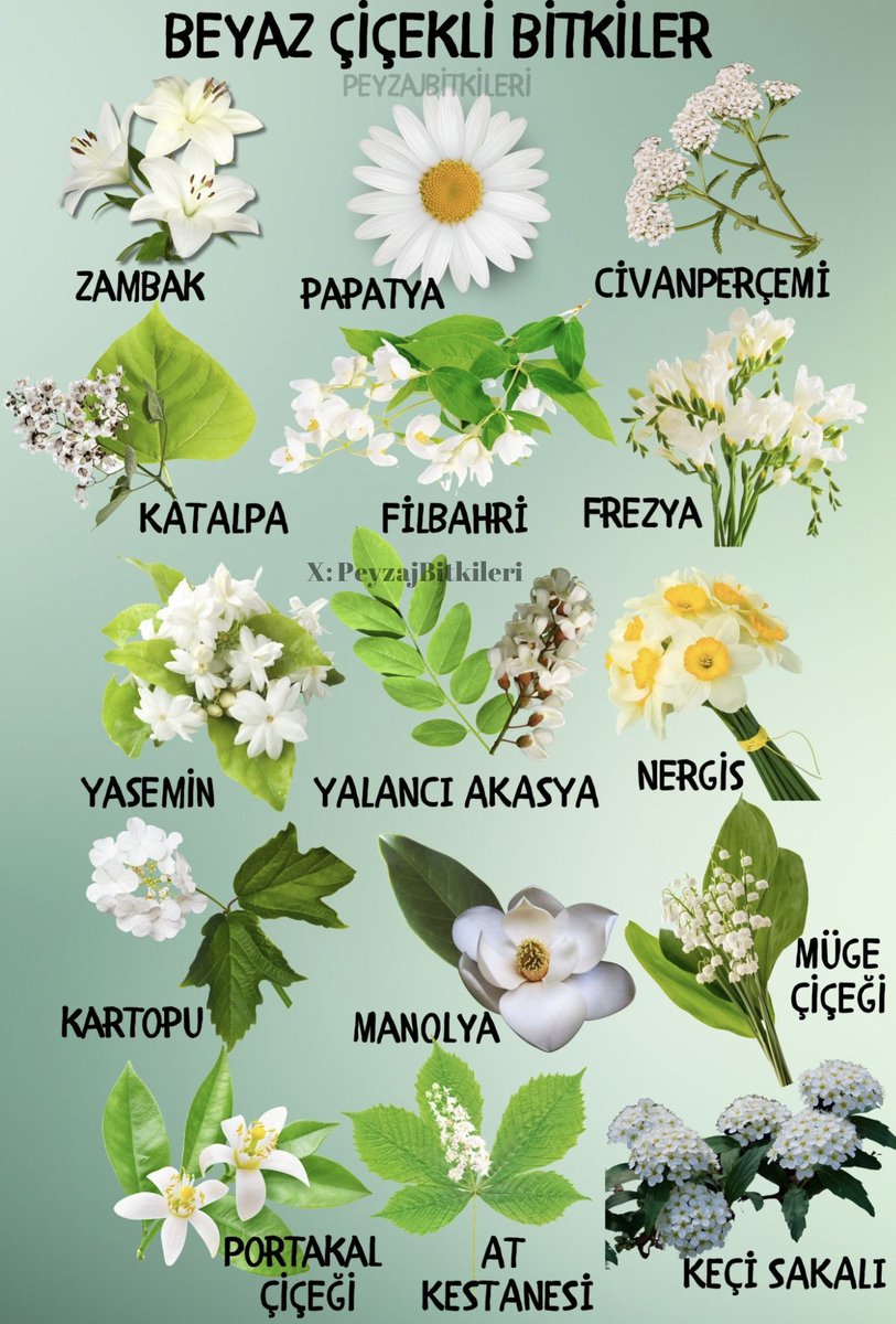 En çok beğendiğiniz beyaz çiçekli bitki hangisi?🤍
