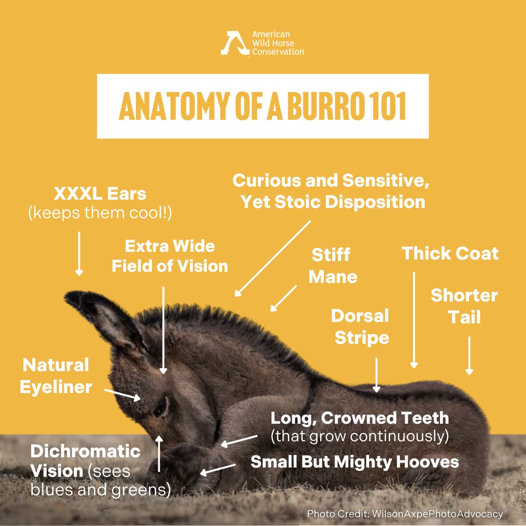 Of all the things to love about burros (AKA wild donkeys), which is your favorite? Photo by @WilsonAxpe PhotoAdvocacy #BurroAwarenessMonth #DonkeyLove #WildlifeConservation