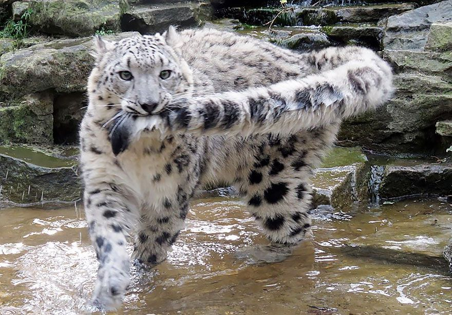 how are snow leopards so fucking silly iefghioughwuoifgh