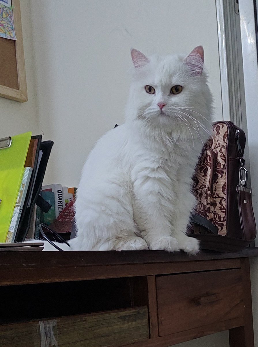 Just looking like a wow! After a brushing in which her cooperation was zero.