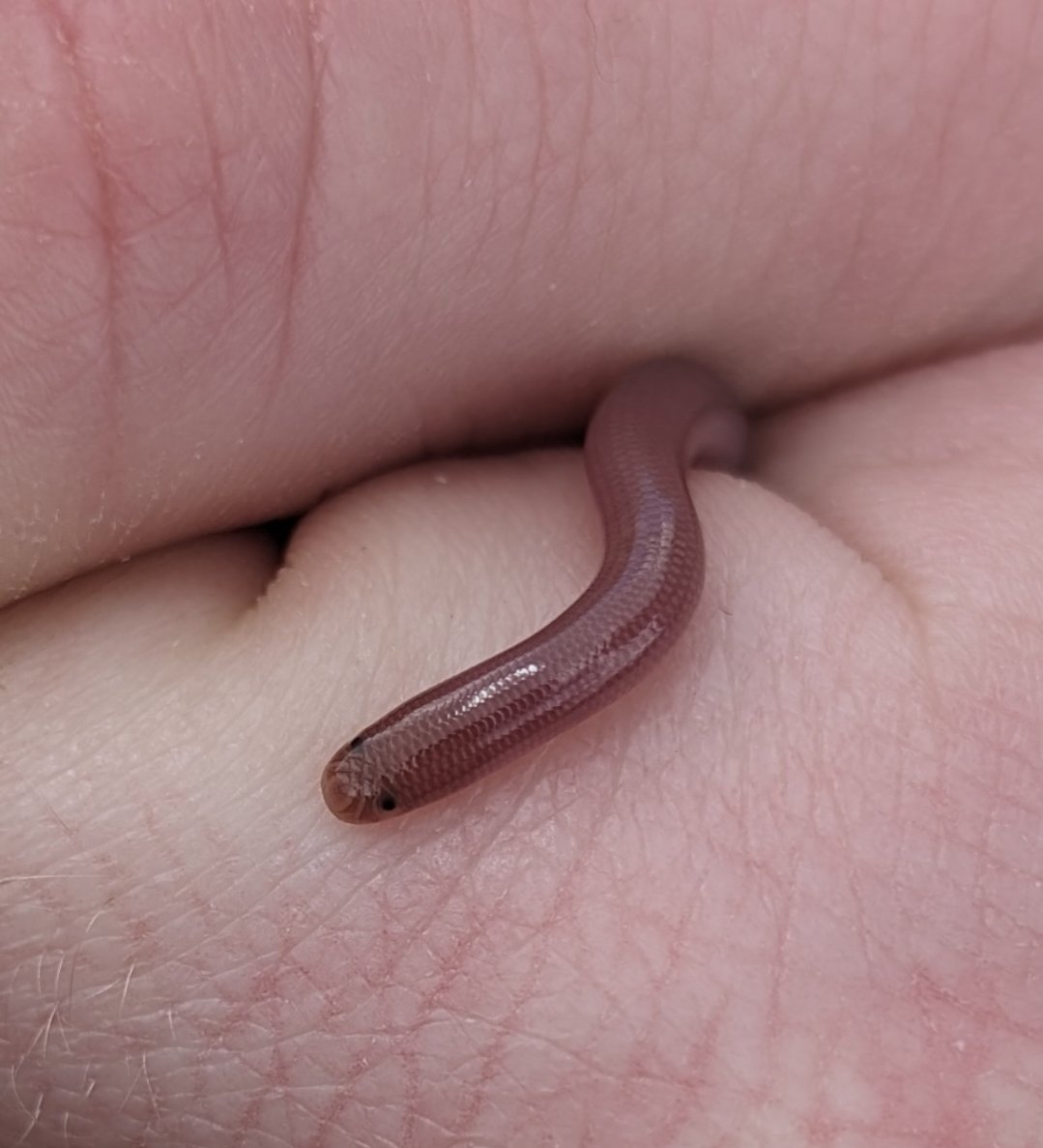 Highlight of the reptiles of Lefkada was undoubtedly this amazing Worm Snake (Xerotyphlops vermicularis) which from a distance does look remarkably like a worm! #reptiles #herpetology #greece 🇬🇷