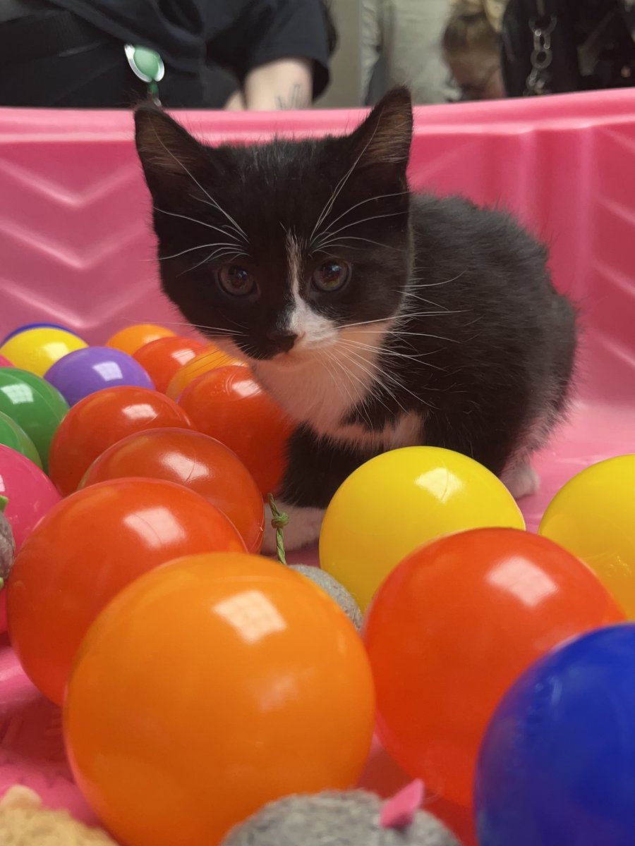 NEHumaneSociety's tweet photo. The more toys for the kittens the better! Help us fill up the Kitty Pool here: https://t.co/rct5I1E6J3 #KittenShower https://t.co/nGihXW2fvh