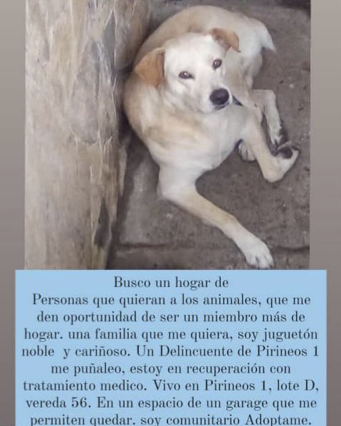 Habitantes de Pirineos 1 en San Cristóbal denuncian que un sujeto está envenenando y maltratando perros y gatos de la calle. El perrito de la foto fue herido con arma blanca, mientras esa persona intentaba robar en una casa. Piden a las autoridades realizar patrullaje #4mayo