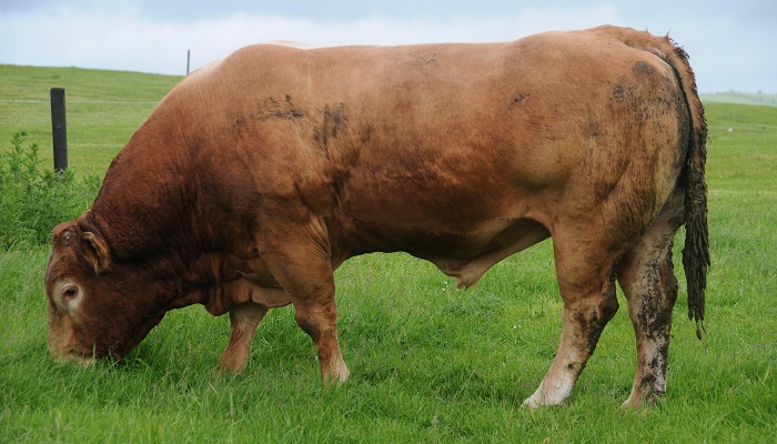 The stock bull on your farm is key to maintaining a compact calving period, maximising the genetic potential & value of the calf crop, and overall herd profitability. Catherine Egan, @TeagascBeef discusses stock bull fertility - 10 key considerations here bit.ly/3Wpc024