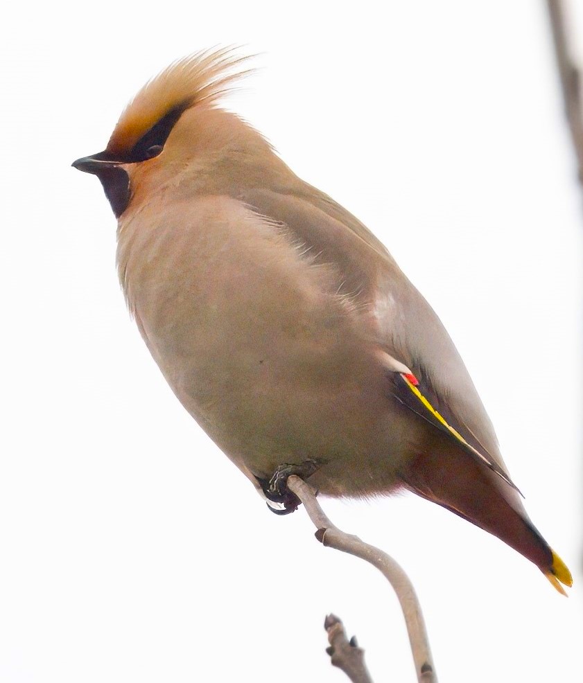 36 Waxwings this evening. At the roundabout outside the Asda at Handsworth, Sheffield.
