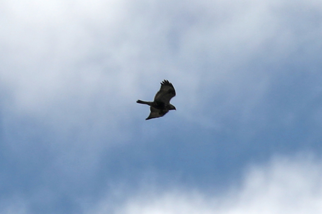 Shockingly bad photos of the Rough-legged Buzzard over the Collared Flycatcher site early morning. I believe it drifted out to sea later. (Was not ID'd by me, it was so high up and into the sun I wouldn't have stood a chance) @spurnbirdobs