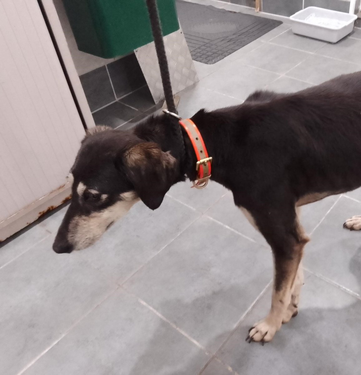 Please retweet to HELP FIND THE OWNER OR A RESCUE SPACE FOR THIS FOUND / ABANDONED DOG #STALBANS #HERTFORDSHIRE  #UK 
Female Lurcher , chip not registered, found 30 APRIL. Now in a council pound, she could be missing or stolen from another region. Proof of ownership required.…