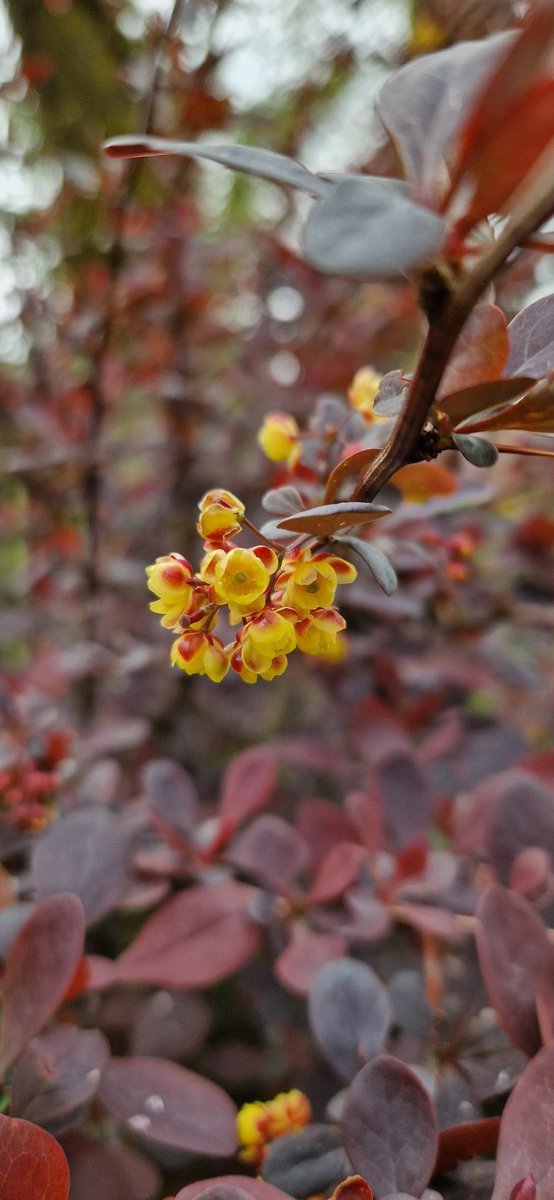 I love the delicate flowers on this berberis. Always a herald of better days #Gardening #GardeningX #MyGarden #GardenersWorld