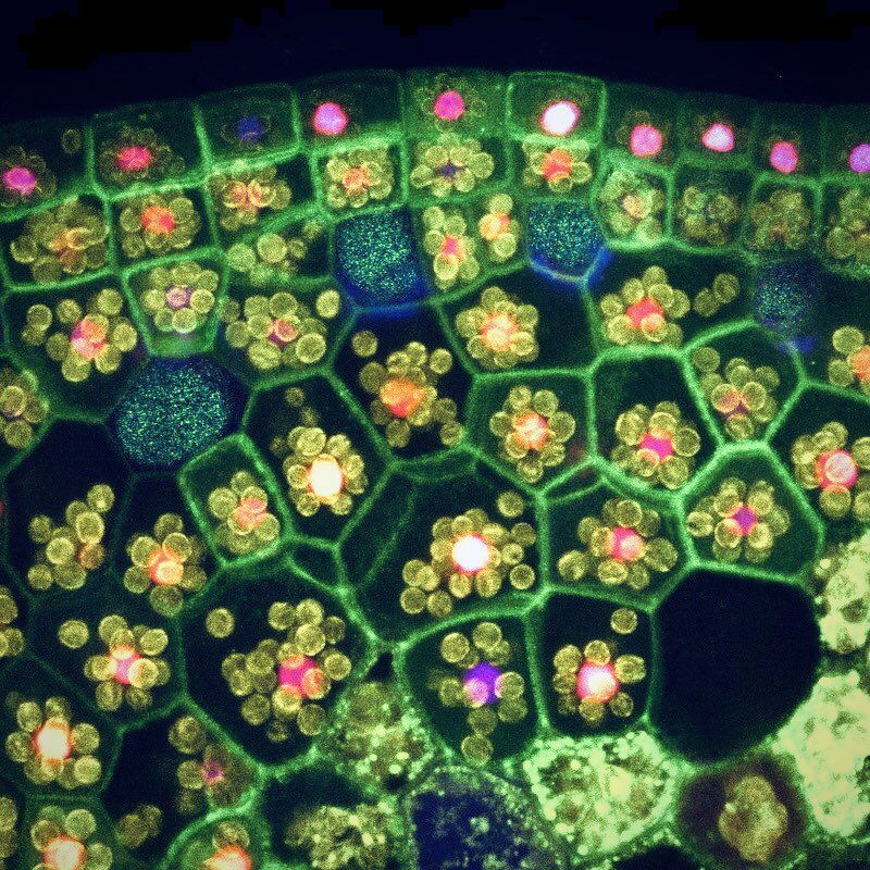 microscopic image of plant cells