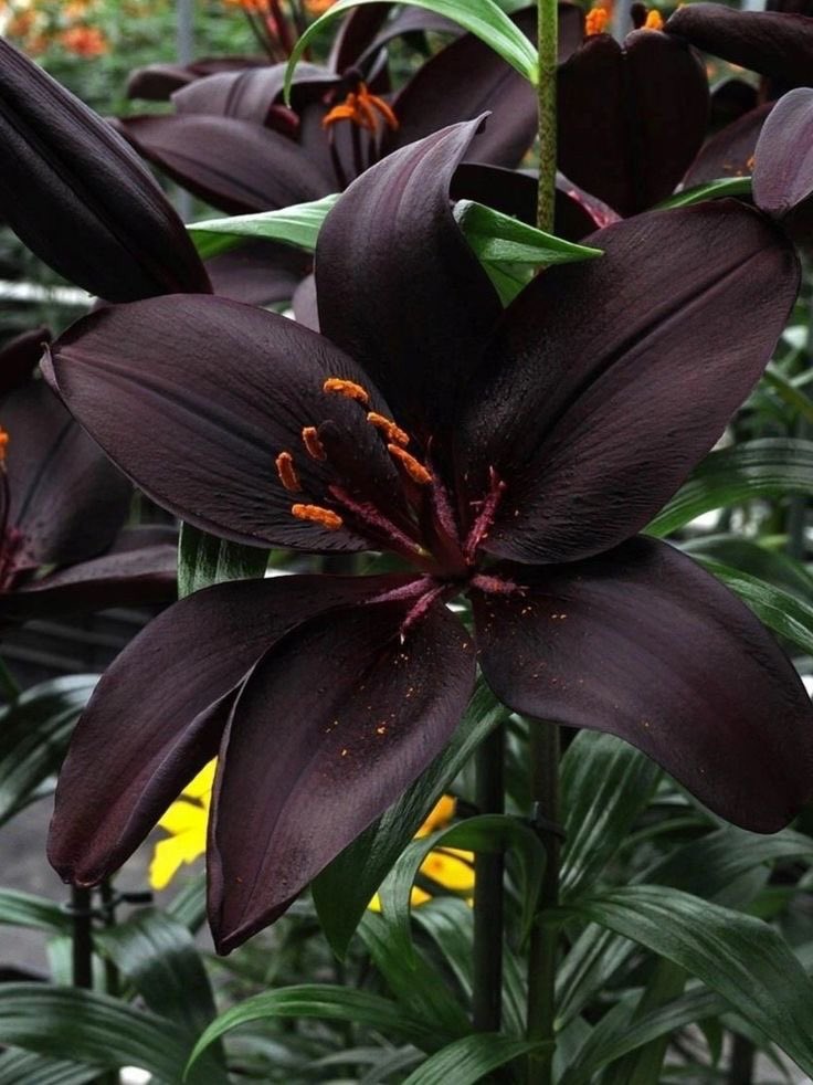 deadxelf's tweet image. ࿇ black wizard lily