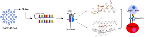 GRAS Lab (@graslab) on Twitter photo Congrats to You Min Ahn, Janesha Maddumage <a href="/JaneDazzy/">Janesha Maddumage</a> and <a href="/ChorizoSzeto/">Chris Szeto</a> for their beautiful work now published "The impact of SARS-CoV-2 Spike mutation on peptide presentation is HLA allomorph-specific"
doi.org/10.1016/j.crst…
<a href="/ElsevierConnect/">Elsevier</a> <a href="/COSB_CRSB/">Current Opinion/Research in Structural Biology</a> Congrats to You Min Ahn, Janesha Maddumage <a href="/JaneDazzy/">Janesha Maddumage</a> and <a href="/ChorizoSzeto/">Chris Szeto</a> for their beautiful work now published "The impact of SARS-CoV-2 Spike mutation on peptide presentation is HLA allomorph-specific"
doi.org/10.1016/j.crst…
<a href="/ElsevierConnect/">Elsevier</a> <a href="/COSB_CRSB/">Current Opinion/Research in Structural Biology</a>