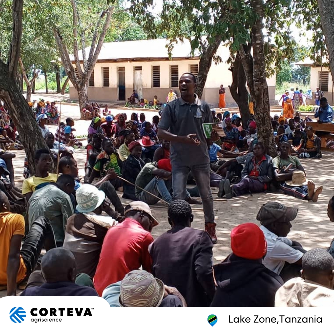 Successful harvesting in Tanzania's Lake Zone by Corteva! Off-season training sessions gather crucial farmer feedback. Despite heavy rains, our hybrids excel in resistance to ear rot, stand-ability, and productivity compared to competitors. #CortevaKeepGrowing #TanzaniaAg