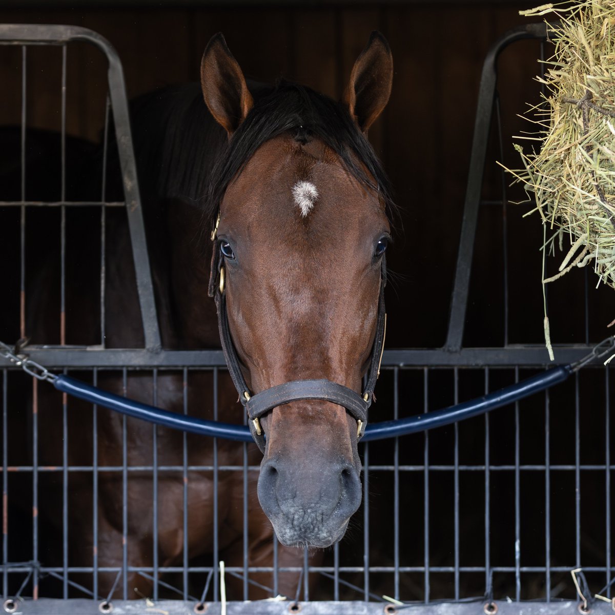 KentuckyDerby tweet picture