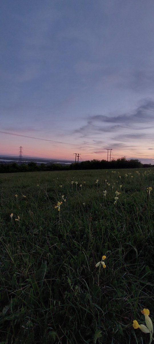 Twilight Cowslips 🌄 🏵