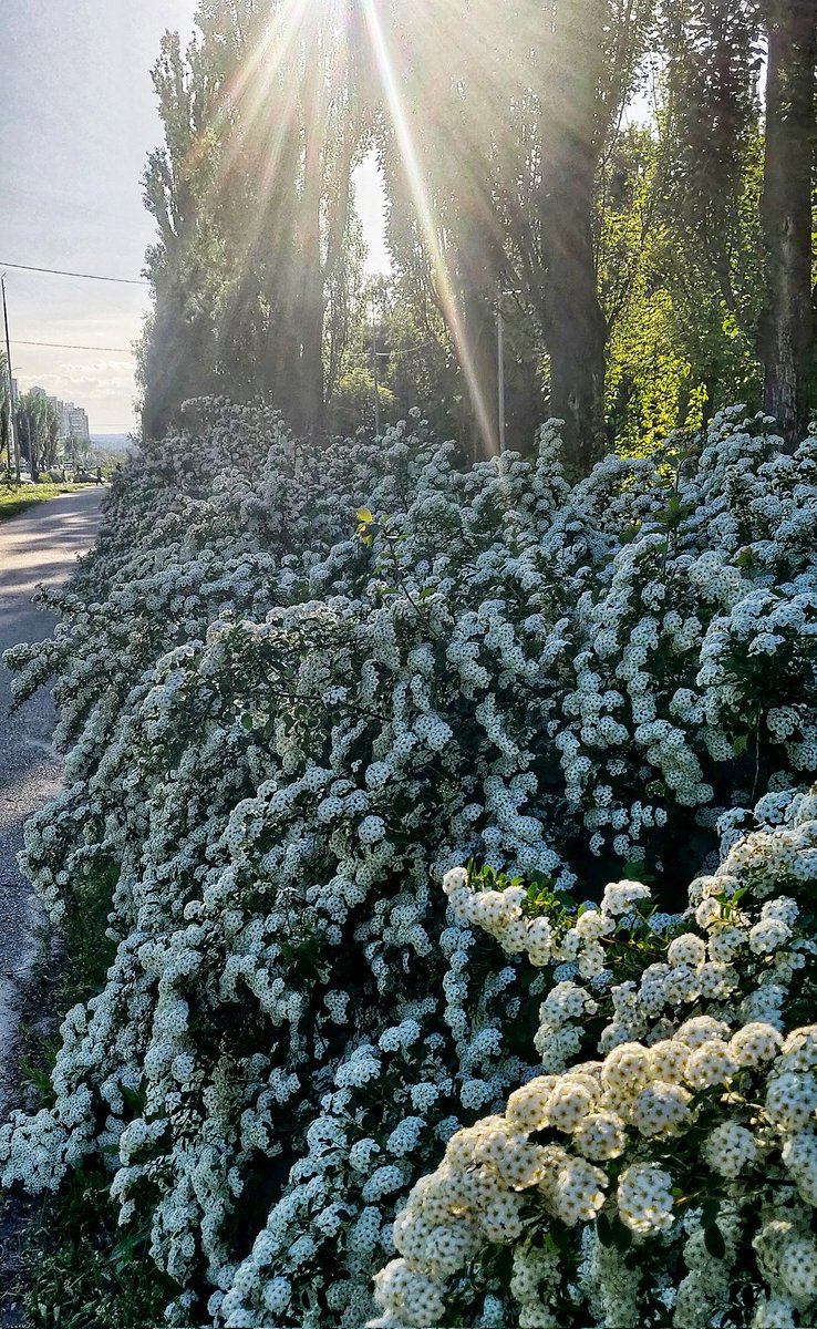 Ці квіточки насправді називаються ось так: Спірея Вангутта (Spiraea Vanhouttei)