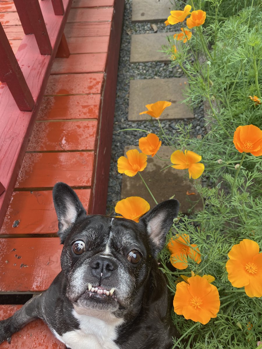 Smile 😄….it’s Poppy time !!… I bee 🐝 wandering in the floofs … enjoy your day 😊😊😊😊