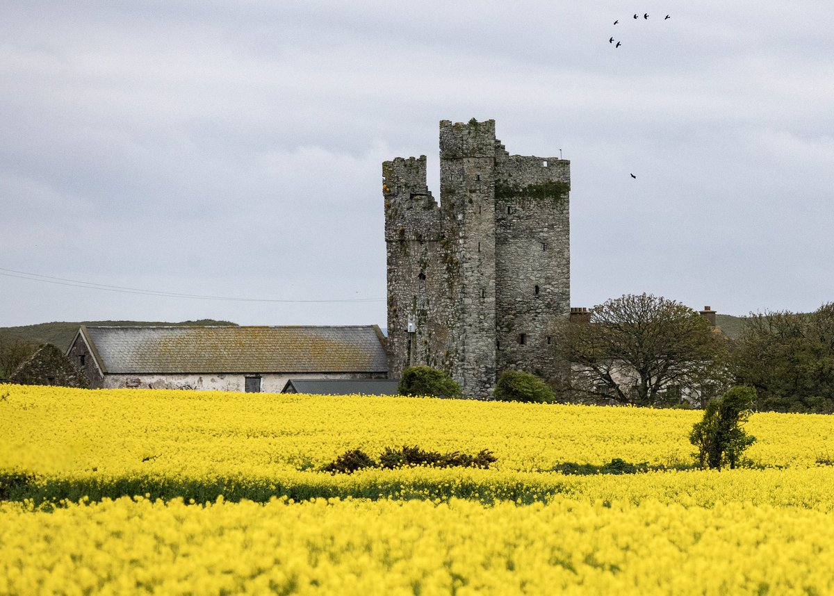 A beautiful field of yellow rape seed in front of Ballyteige Castle / Tower House just outside Kilmore Quay. 

@visitwexford @discoverirl @FarmingIreland @Lovindotie @thephotohour @IrishCentral