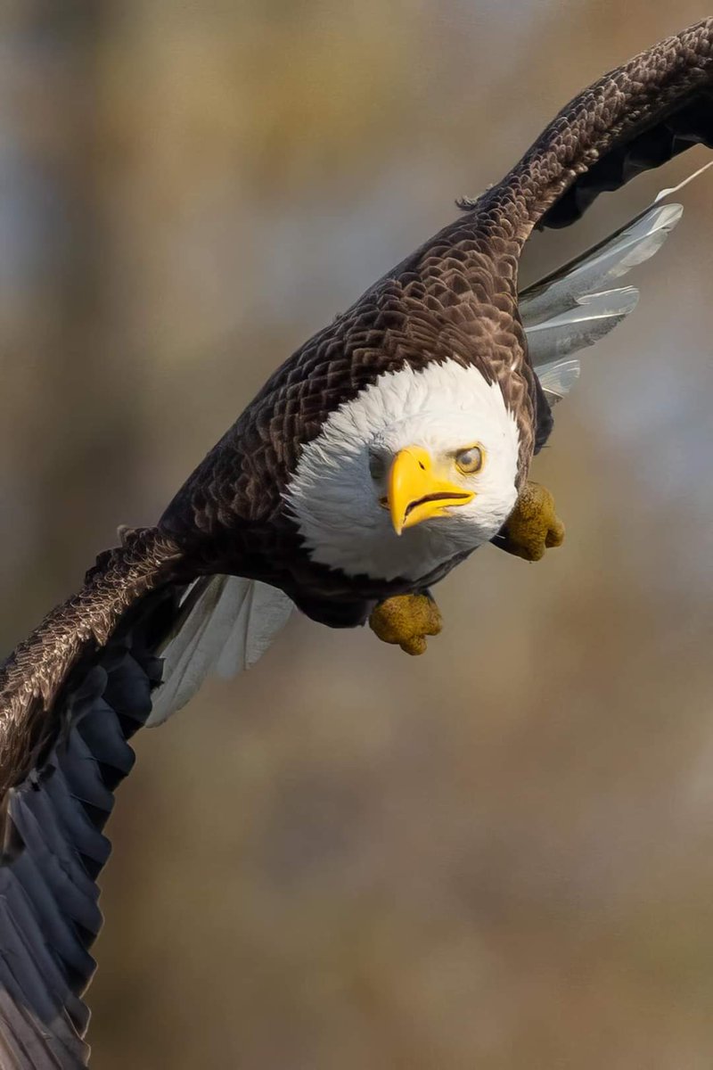 Close encounter with a Bald Eagle from recently. 
📸 Canon R5 (Canon 600mm F4 IS II + 1.4 TC)
📍 Long Island, NY