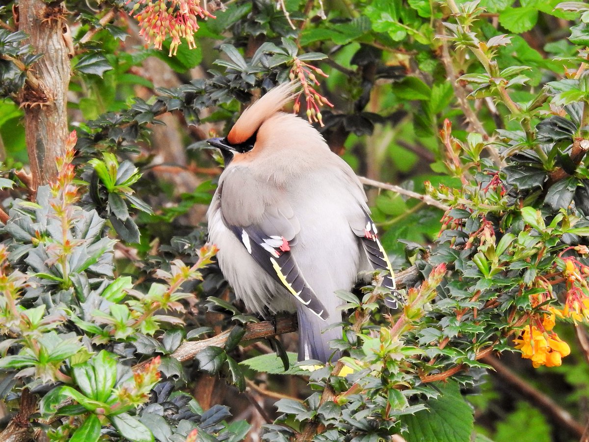 Message from a neighbour this evening: could it be a Waxwing by their conservatory window? Cue competition-speed bike ride to the end of our road and jostling for window positions with their cats for point blank views of a chubby Waxwing feasting on Berberis.