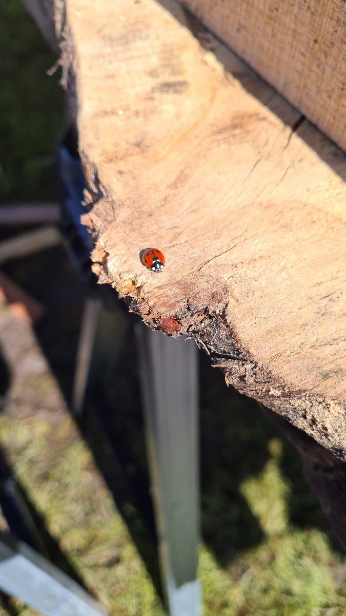 Found a little friend sunning themselves on the decking when I got to site this morning! ....hang in there buddy, I'll bring you some nice aphids shortly! (Shhhhhh!) 🤭 #rhschelsea2024 #floodresilientgarden #wildlife @The_RHS @GdnMediaGuild