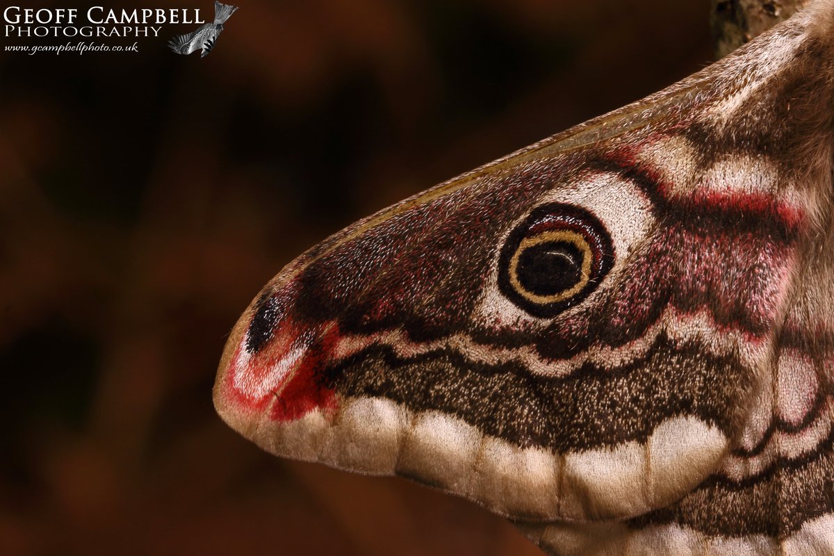 Emperor Moth (Saturnia pavonia)N.Antrim,May 2024. Last month I posted about my first male of the year, now it's the turn of the Empress. Even managed to get the male and female to pose for about a second. #moths #MothsMatter #teammoth @BCNI_ @UlsterWildlife @savebutterflies