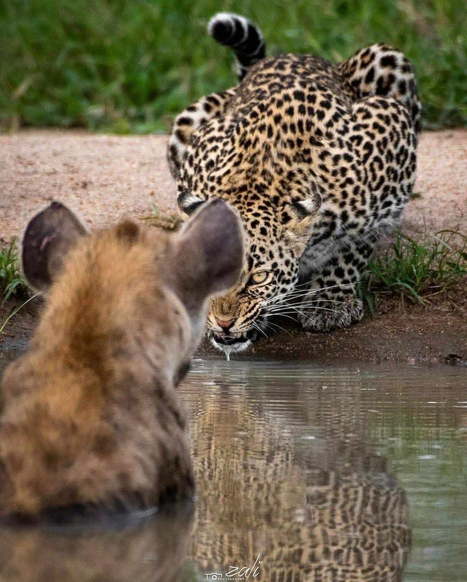 A kaprosuchus and a utahraptor from #PrimitiveWar share a tense moment in this recreation by @Emily_Art of an incredible Zali Safari photograph featuring a Hyena and a Leopard. You can check out their website through the link below. zali.co.za