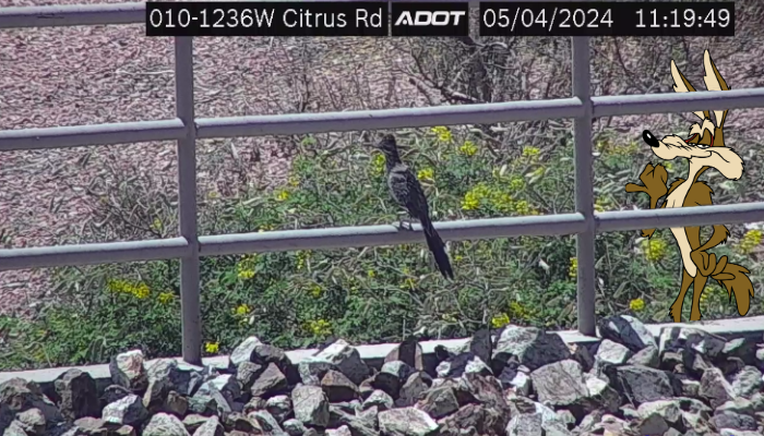 ArizonaDOT's tweet photo. Meep Meep!

We spotted one of the desert's most elusive creatures this morning: The majestic roadrunner!

He didn't stay around long, though. Something tells us he had to get out of there quickly. https://t.co/TzLH5owo35