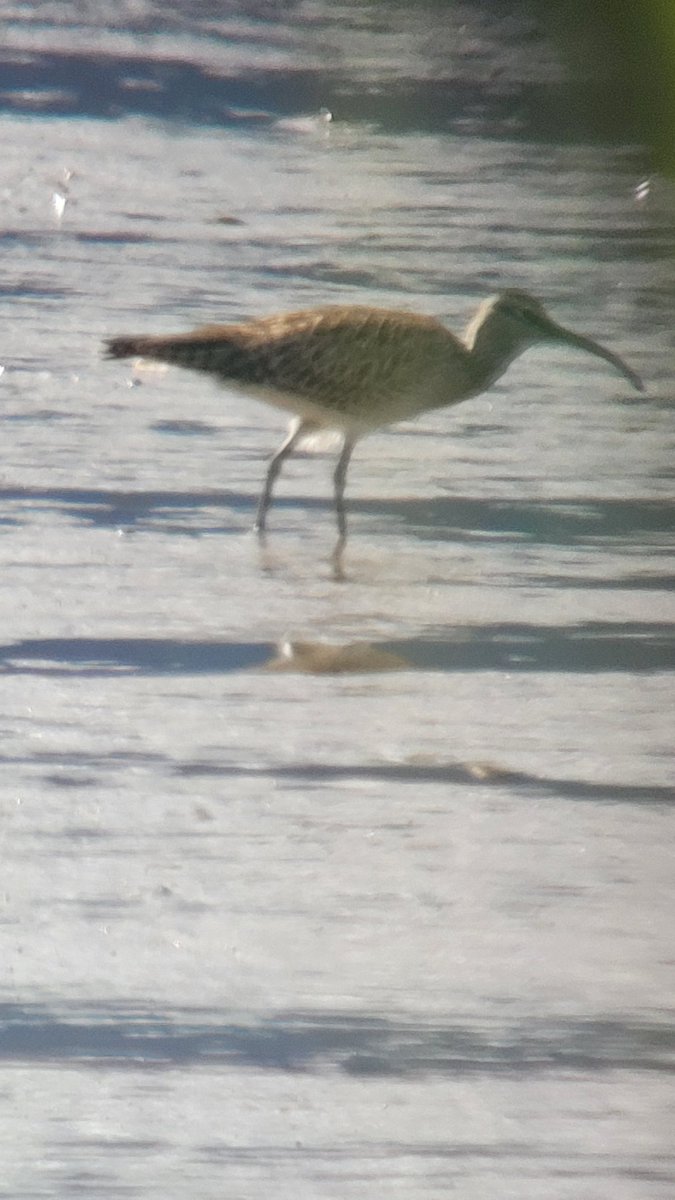 My academic placement at @Aigas Field Centre has taught me a lot of Bird Identification skills. I was my 1st whimbrel last week while out guiding. An exciting moment for me! (Excuse the scope pic quality) #birdwatching #waders #whimbrel #scottishhighlands #academicplacement
