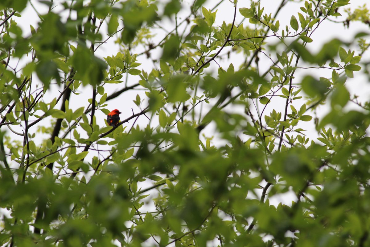 Some birds who preferred hanging out way up high - Northern parula, Black-throated green and Scarlet tanager. But at least I got to see them.