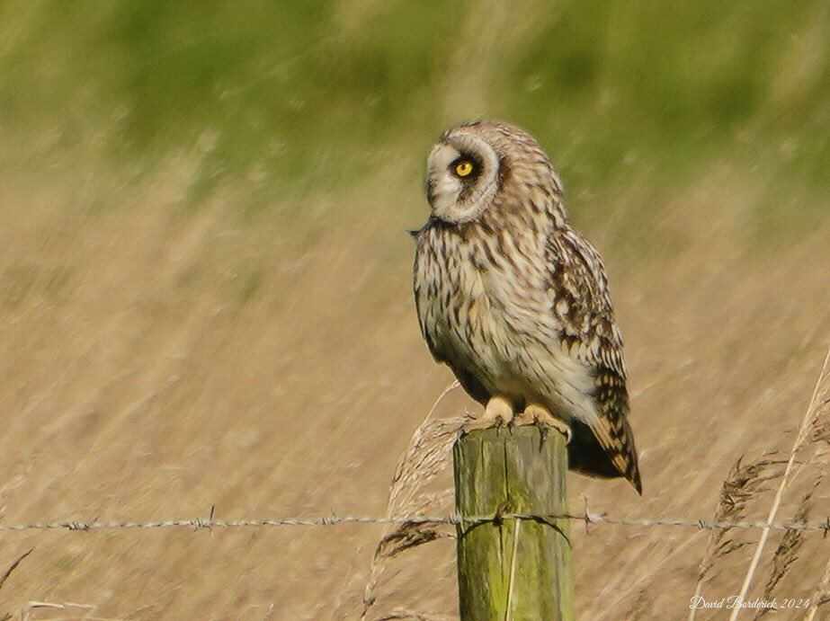 One of Two Short eared Owls on the NE Suffolk Coast today @SuffolkBirdGrp @BINsBirder @BTO_Suffolk