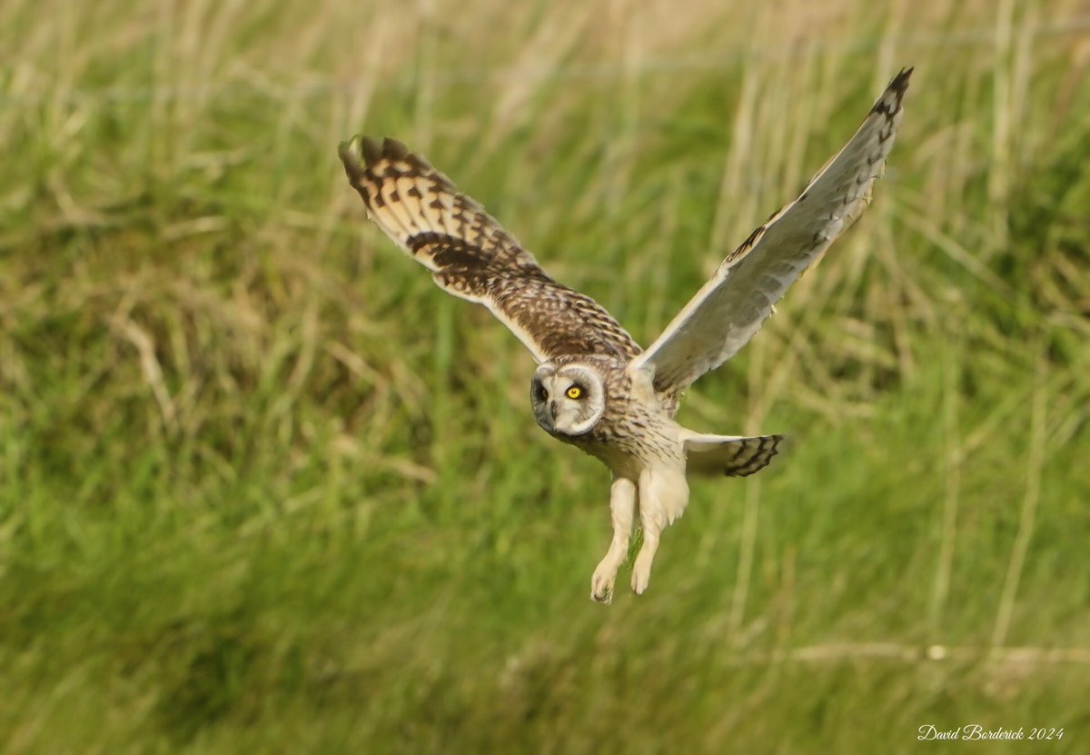 One of Two Short eared Owls on the NE Suffolk Coast today @SuffolkBirdGrp @BINsBirder ⁦@BTO_Suffolk⁩