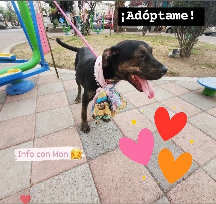 Amigxs, necesitamos help para difundir #RT Ambar (4 años aprox) y Sophie ( 10 meses) buscan hogar, juntas o por separado. Las dos conviven perfecto con otros 🐶🐕 y les encanta la compañía humana. Esterilizadas y con protocolo de salud #AdoptaNoCompres