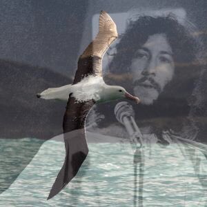 Fleetwood Mac 
“Albatross”
youtu.be/jPW9yn8KCww?si…