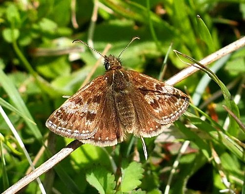 Hartslock, Oxon. 4-5-2024.
Beautiful sunny morning today with my 'Super Spotter' buddy, looking for butterflies (and orchids).
1 Grizzled Skipper on a pasque flower, and numerous Dingy Skippers were seen.
<a href="/BBOWT/">BBO Wildlife Trust</a> <a href="/savebutterflies/">Butterfly Conservation 🦋</a> <a href="/UpperThamesBC/">BC Upper Thames</a> @HamzNobes