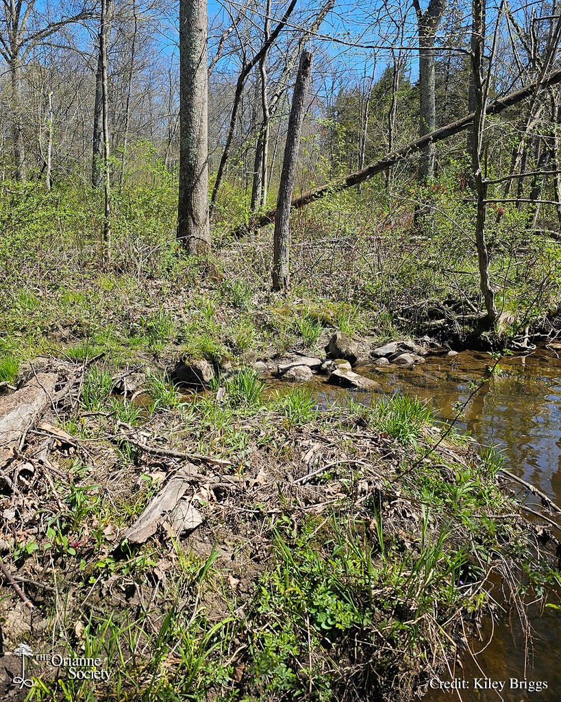 Shortly after starting Wood Turtle surveys in New York this spring, Kiley started to see some familiar Wood Turtle butts poking out of the plant and woody debris along the streambanks. #OrianneSociety #KileyBriggs #FacesoftheForest #turtles #woodturtles #Glyptemysinsculpta