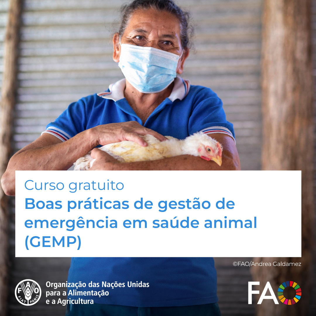 🎓Curso GRATUITO de @FAOCampus! Boas Práticas de Gestão de Emergências em Saúde Animal (GEMP)🐮🐷🐔 Para melhorar as respostas dos serviços veterinários às emergências Inscrições abertas! 👉 bit.ly/3vp3tOv Apoio @USAID #OneHealth #PestePorcina