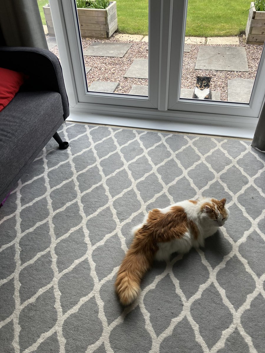 Not sure how this has happened. Outside cat is ours. Inside cat is not.