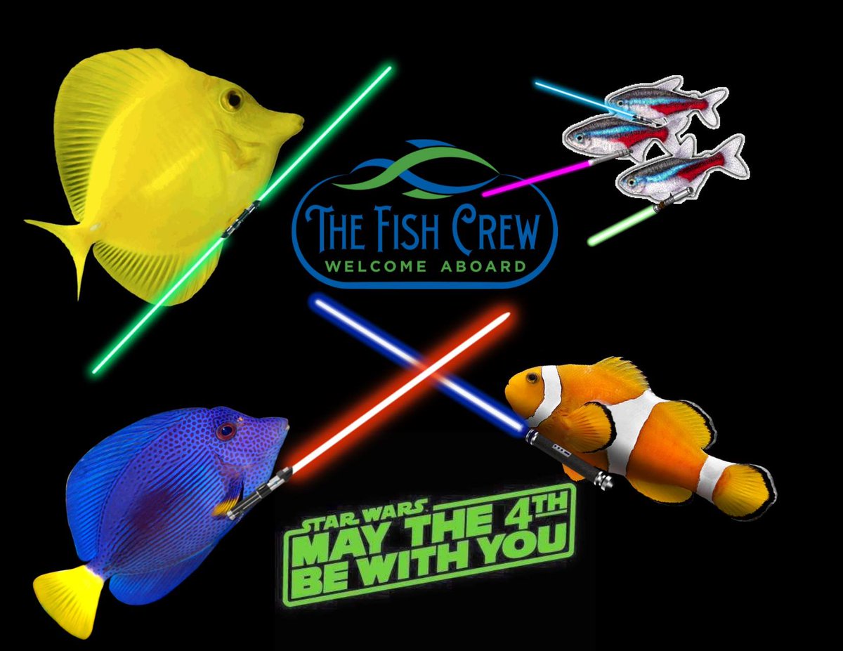 May the Fourth be with You!
These ARE the fish you are looking for!!😆
#thefishcrew #aquarium #freshwaterfish #saltwaterfish #aquascaping #maythefourth
