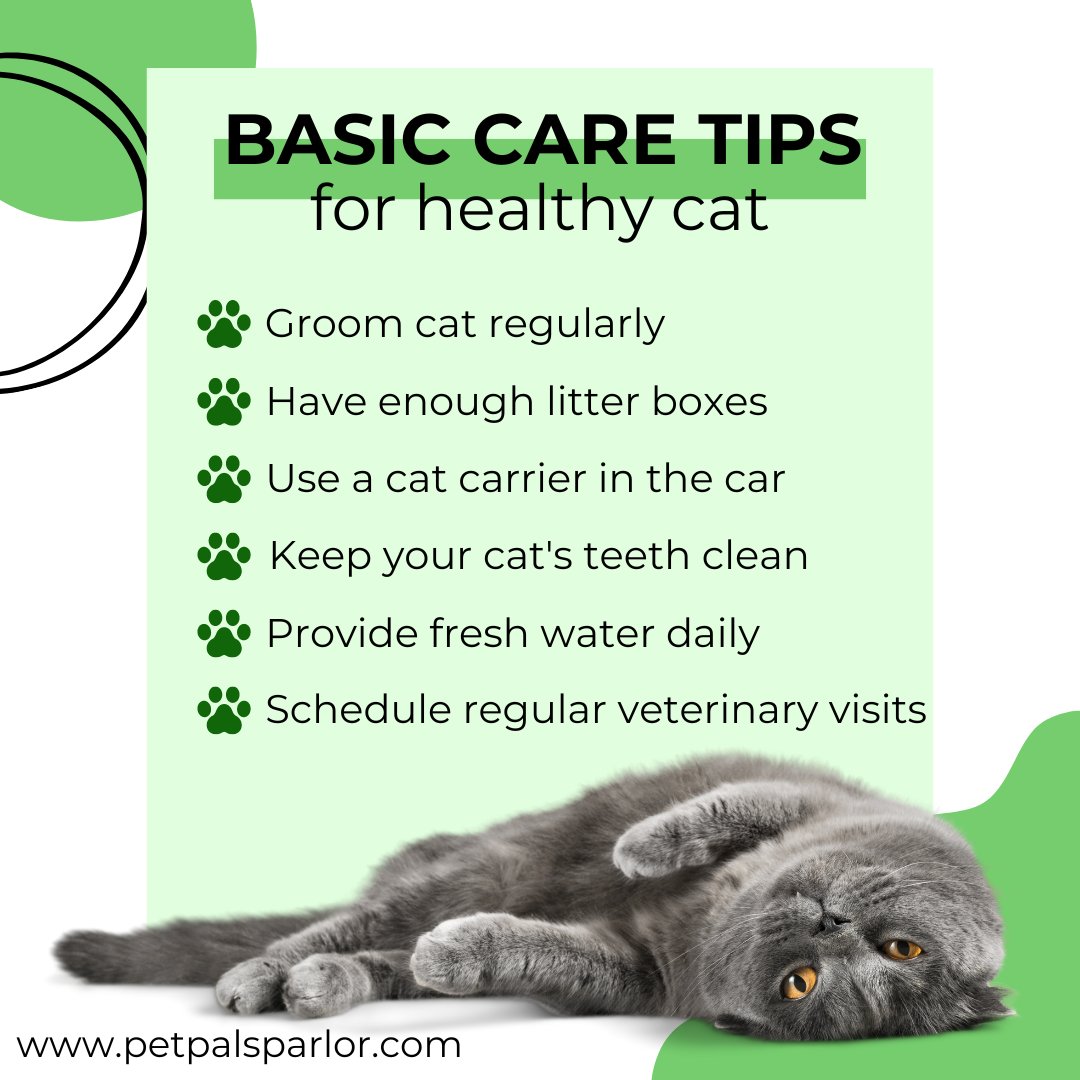 Every cat deserves to be healthy and happy! 🐱💕 Get the basics right with our essential cat care tips.

#CatCare #HealthyCats #PetWellness #cats #lovecats #ilovecats #catsofinstagram  #instacats #cutecats #catsofworld #catsoftheworld #PetPalsParlor