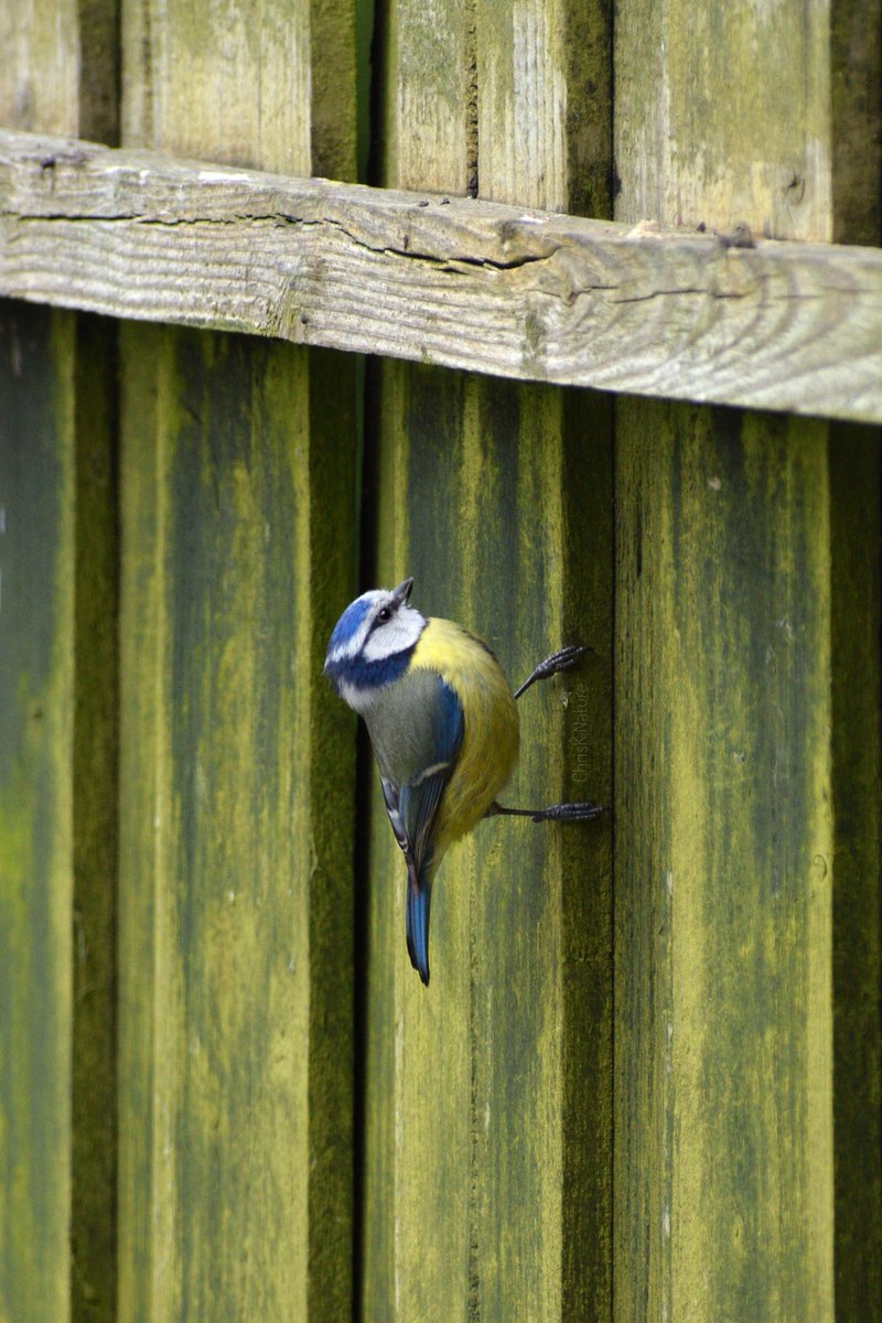 'Gravity? Never heard of it'

#bluetit #birds #wildlife #naturelovers #NaturePhotography #TwitterNatureCommunity