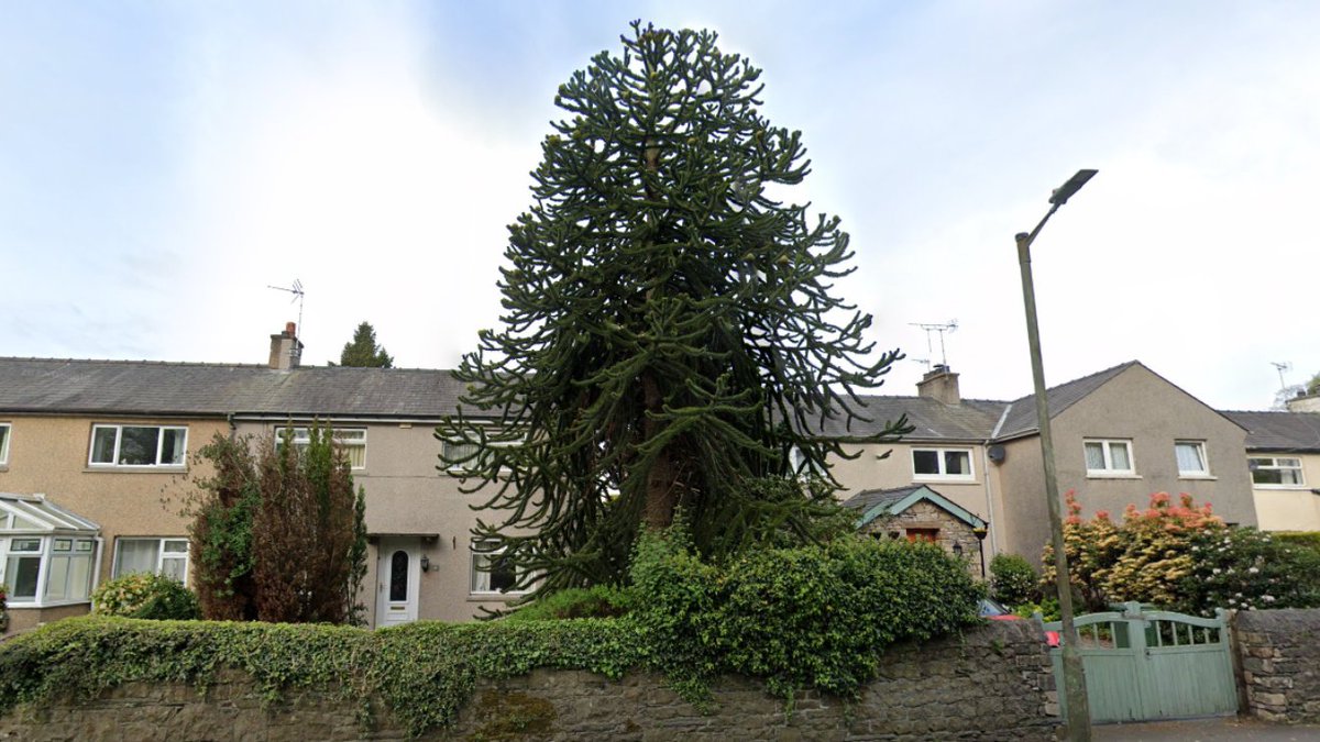 Ulverston again for this #monkeypuzzle tree