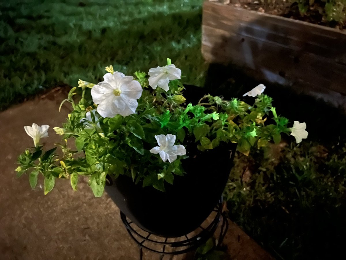 This is a glowing review of the Firefly petunia