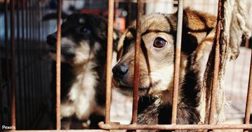 🐕🦮🐕‍🦺🐩Please Sign this VITAL Petition: #Save #Lives and #Call #for #True #No-#Kill #Shelters in Los Angeles theanimalrescuesite.greatergood.com/clicktogive/ar…