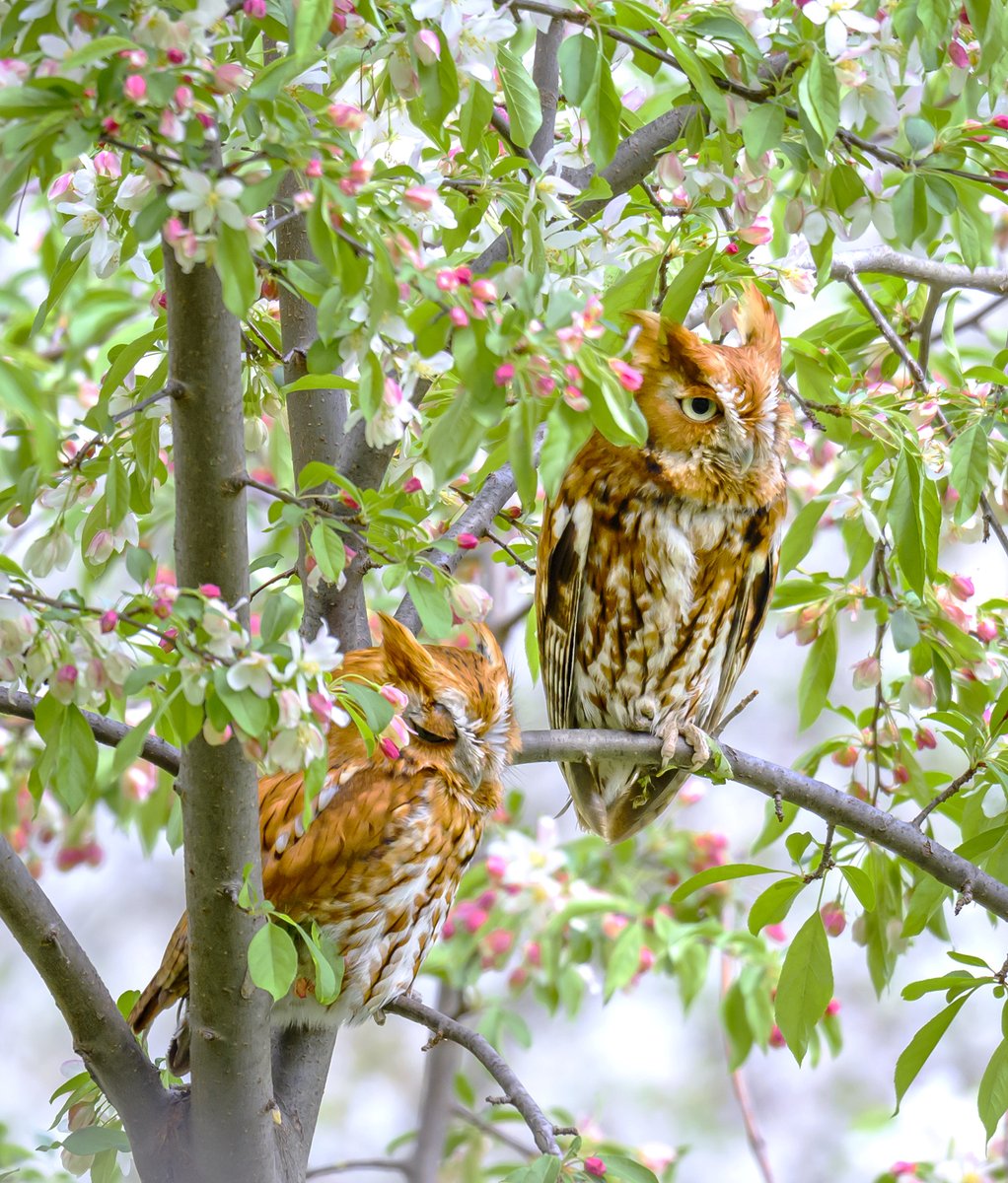 Eastern Screech Owls resting in a flowering crabapple tree. They picked a lovely place to perch. 🌸🦉