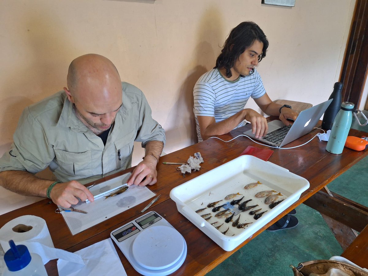 Now that was a week to remember: sampling Atlantic Forest streams with @vs_saito & @eujosemello in #Intervales state park. Looking forward to working up the samples and understanding better these complex food webs @CAPES_Oficial @FAPESP @UoR_LifeScience @ufscaroficial