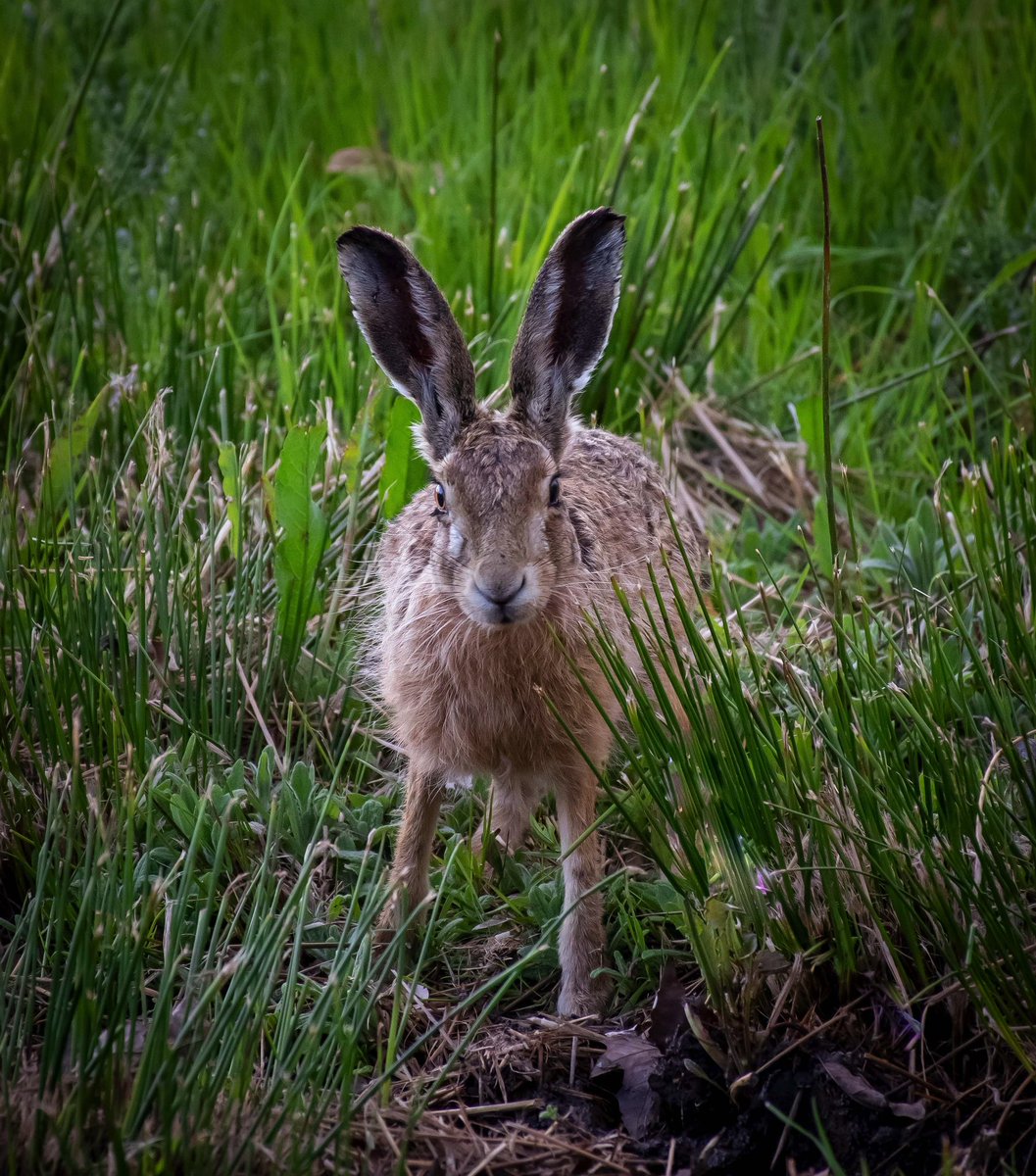 The journey of the Hare #wildlife #hare #nature @WildlifeMag @BBCSpringwatch @WildlifeTrusts @WildlifeInTheUK @devereofficial #wokefieldestate #socute