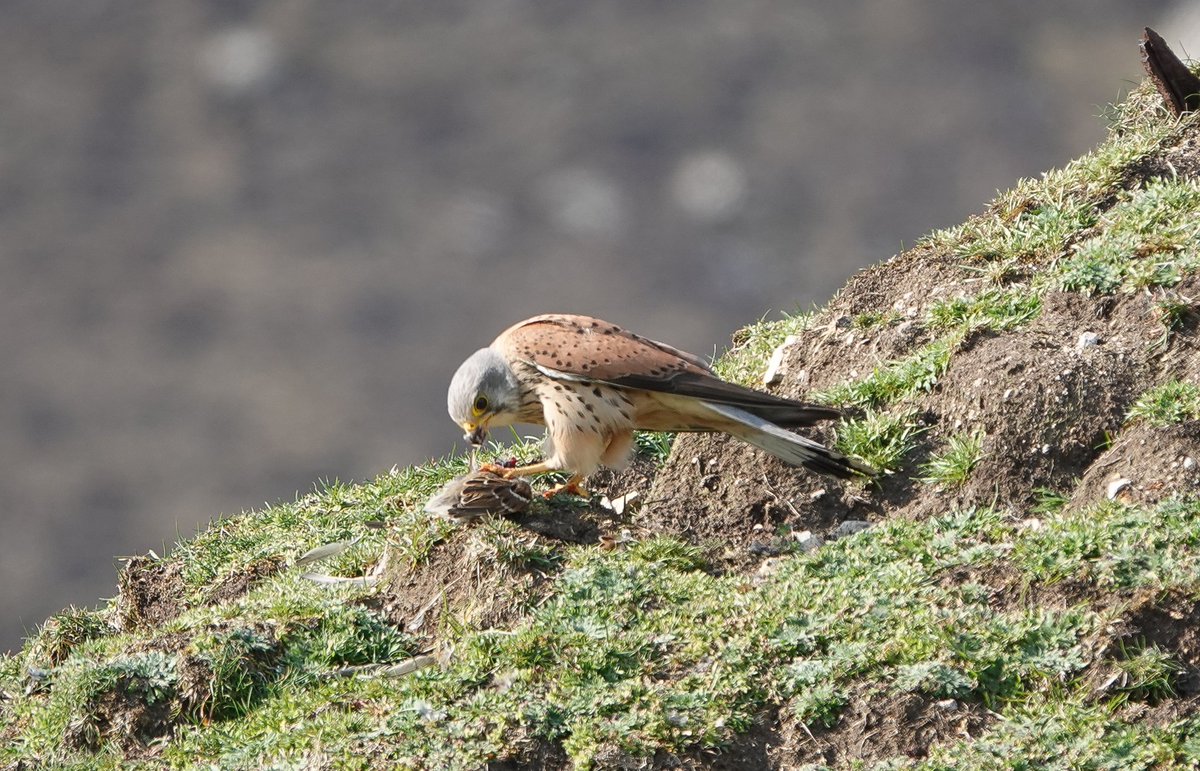 Given there's no trees on #StKilda, Tree Sparrows aren't expected out here, but this visiting male Kestrel was happy to find one of them yesterday. @HebridesBirds